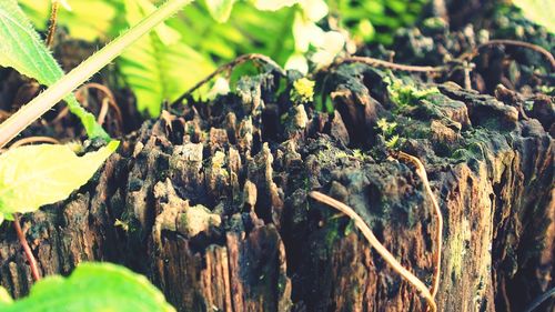 Close-up of tree trunk
