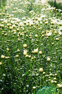 Close-up of white flowering plants on field