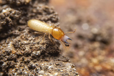  the small termite on decaying timber. the termite on the ground is searching for food.