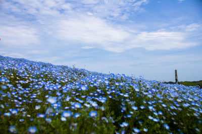 Flowers against sky