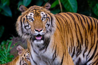 Portrait of cat in zoo