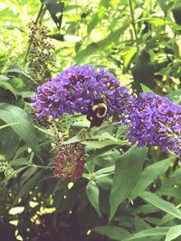 Close-up of purple flowers