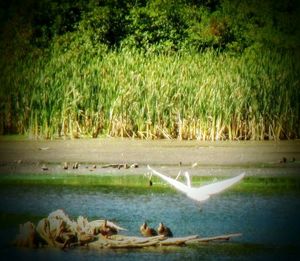 Reflection of trees in water