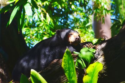 Sun bear sitting in a tree