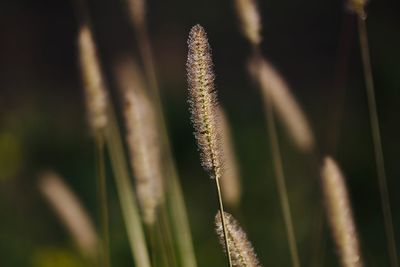 Close-up of stalks against blurred background