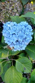 Close-up of blue hydrangea on plant