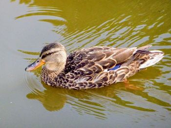 Close-up of duck swimming in lake