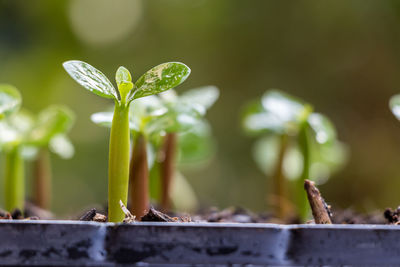 Close-up of fresh green plant