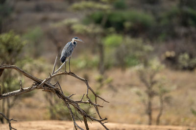 Grey heron