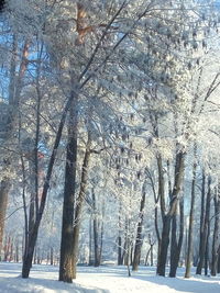 Trees on snow covered landscape