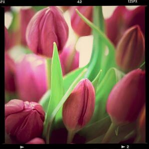 transfer print, flower, freshness, auto post production filter, growth, fragility, petal, close-up, beauty in nature, flower head, plant, nature, pink color, focus on foreground, bud, tulip, stem, selective focus, leaf, blooming