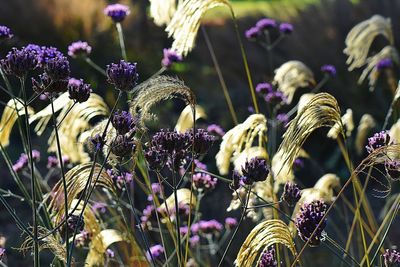 Close-up of purple flowers