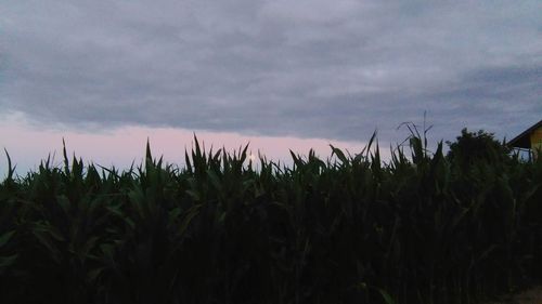 Plants growing on field against cloudy sky