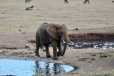 Elephant in water