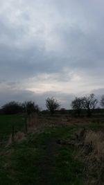 Trees on grassy field against cloudy sky