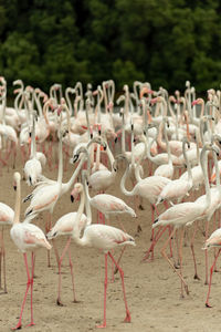 Flock of birds on beach