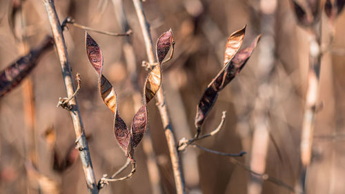 Close-up of seed pods open in the fall and curl and twist in a victory v-shape in the fall