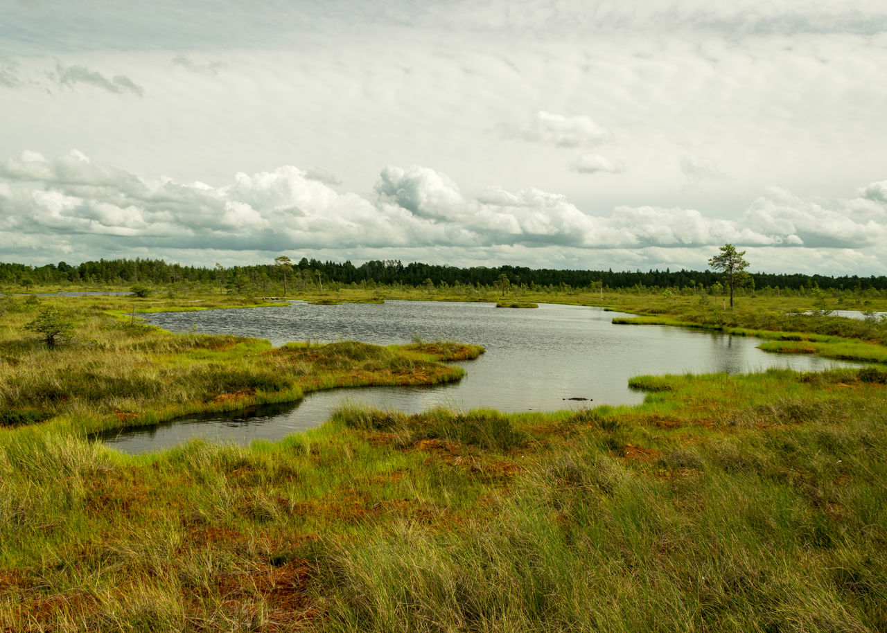 natural environment, marsh, wetland, water, grass, plant, environment, sky, cloud, grassland, landscape, lake, plain, scenics - nature, nature, beauty in nature, bog, no people, prairie, tranquility, shore, green, tundra, tranquil scene, land, wilderness, meadow, non-urban scene, reflection, day, horizon, rural area, outdoors, field, travel destinations, swamp, travel, reservoir, rural scene