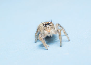 Close-up of spider on white background