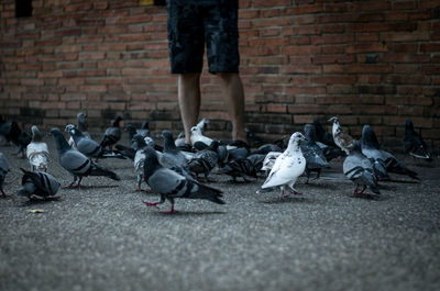 Low section of pigeons on street