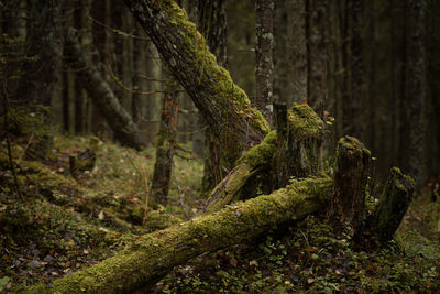 Moss growing on tree trunk in forest