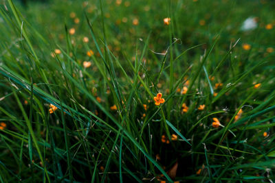 Close-up of flowering plants on field