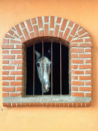 View of cat looking through window