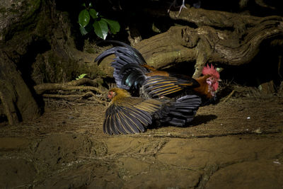 Close-up of birds in water