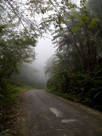 Road amidst trees in forest