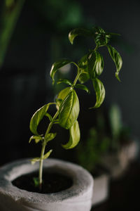 Close-up of potted plant