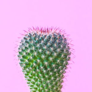 Close-up of cactus plant