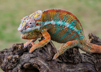 Close-up of lizard