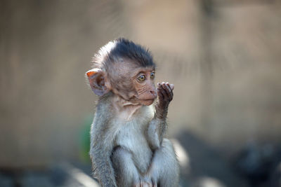 Cute monkeys in the forest
