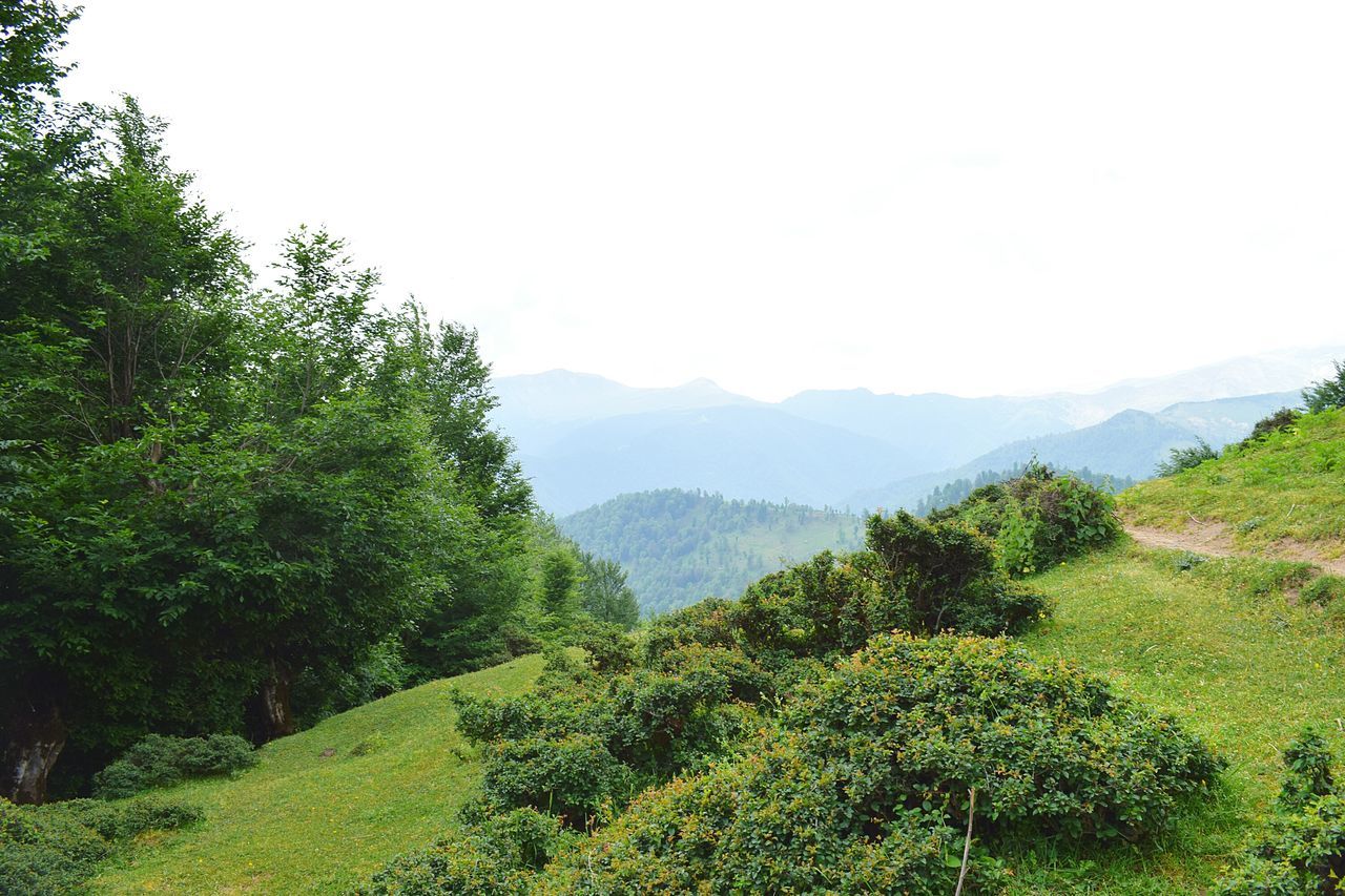 tree, clear sky, mountain, tranquil scene, tranquility, scenics, beauty in nature, green color, copy space, landscape, nature, growth, lush foliage, non-urban scene, mountain range, green, forest, idyllic, day, non urban scene