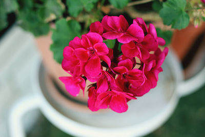 Close-up of pink flowering plant