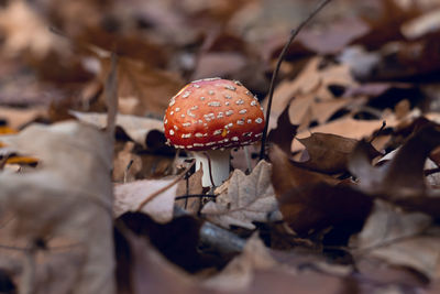 Close-up of mushroom growing on field