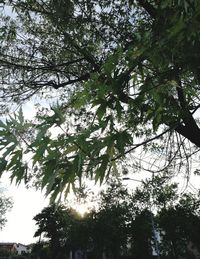 Low angle view of tree against sky