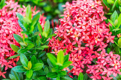 Close-up of red flowering plants