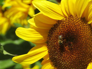 Close-up of bee on sunflower