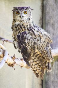 Close-up of owl perching outdoors