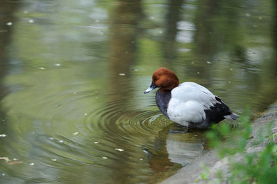 Duck in a lake