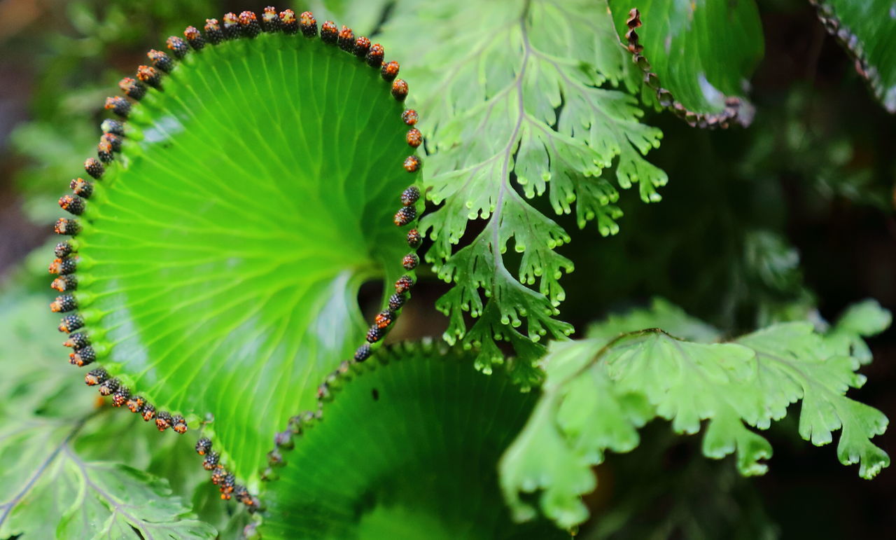 Life cycle of a plant