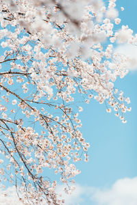 Low angle view of pink flowering tree against sky