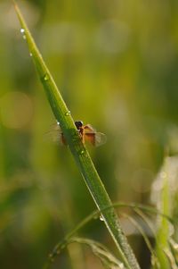 Close-up of insect on plant