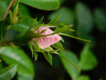 Close-up of pink flowering plant