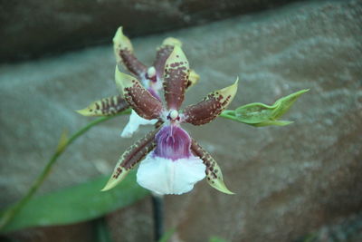 Close-up of purple iris flower