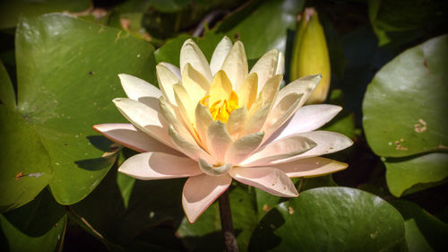 Close-up of lotus water lily in pond