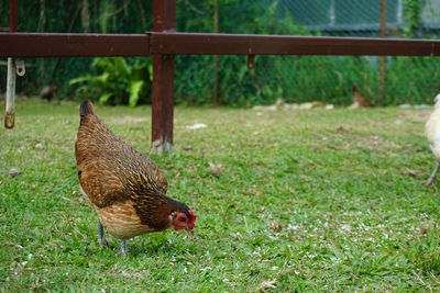 View of a bird on field