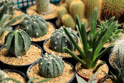 Close-up of succulent plant