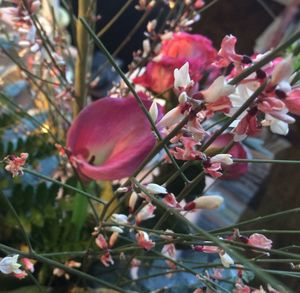 Close-up of pink flowers on tree